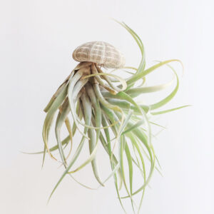 Tillandsia Juncea