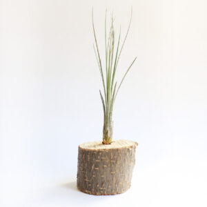 Tillandsia Juncea