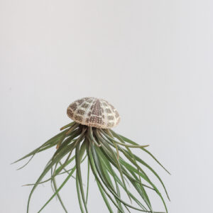 Brachycaulos