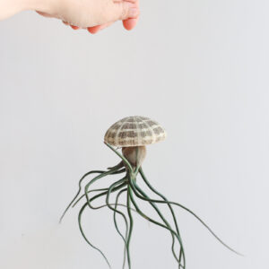 Bulbosa