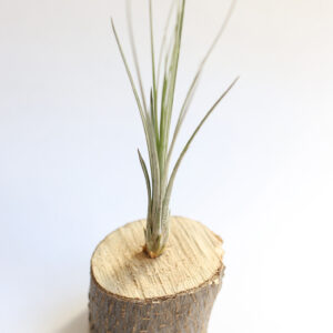 Juncea