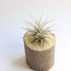 Ionantha