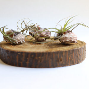 Tillandsia con Caracola modelo-3