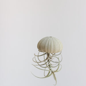 Marconae