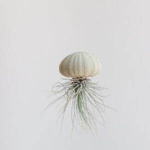 Fuchsii