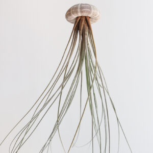 Juncea