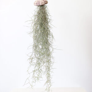 Usneoides