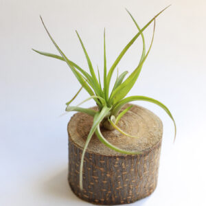 Brachycaulos