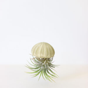 Ionantha