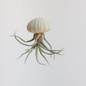 Pruinosa