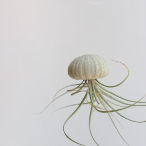 Rectifolia